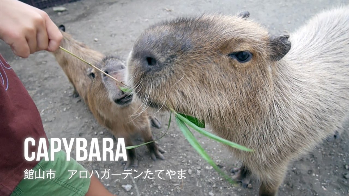 アロハガーデンたてやま「もぐもぐカピバラとふれあいタッチ」のイメージイラスト