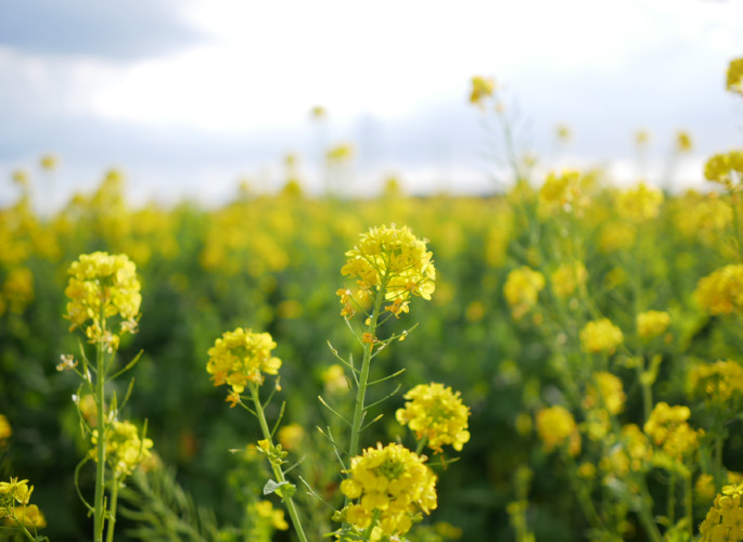 人気の写真映えスポット！ 面積約1万坪に広がる菜の花