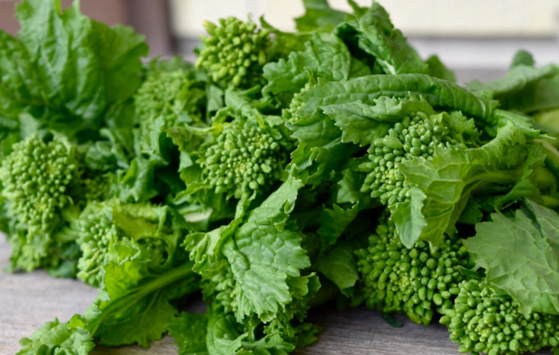 早春の南房総を代表する野菜 食用菜花