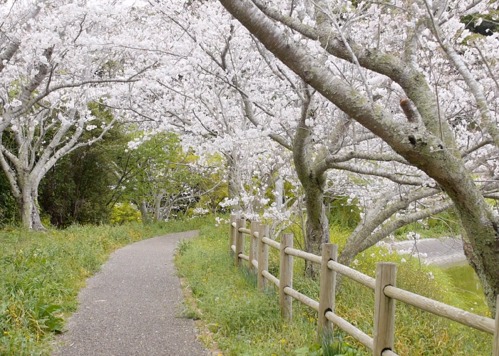 知る人ぞ知る穴場スポット のんびり散歩しながらお花見も
