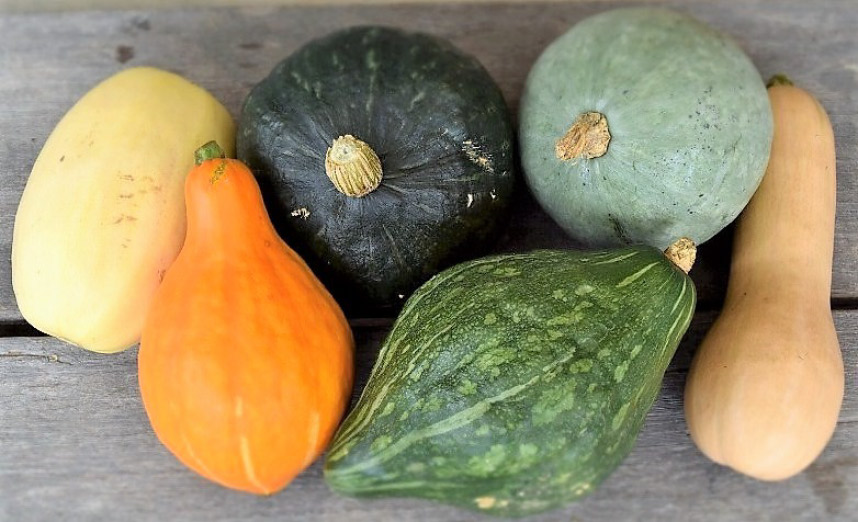 いろいろな品種が道の駅にも並ぶ かぼちゃ