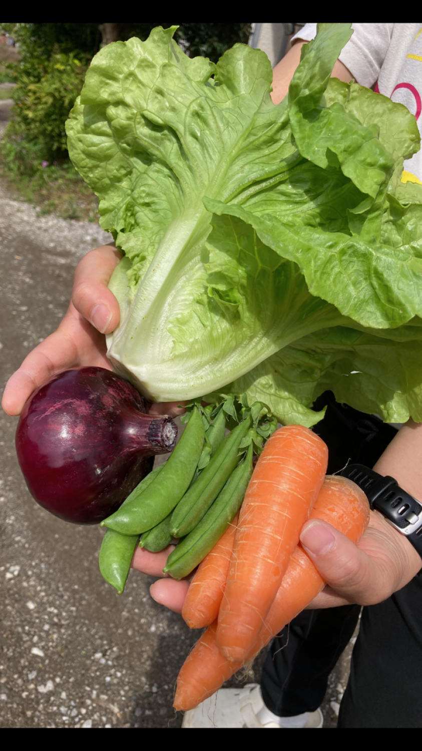 南房総オーガニック日曜マルシェ