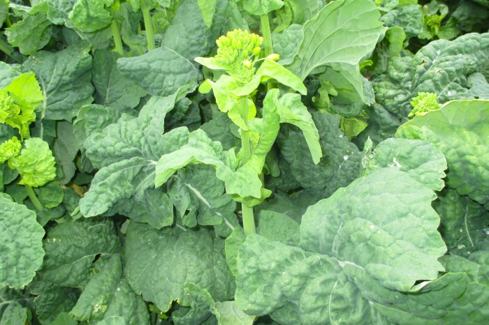 食用菜花摘み取り体験