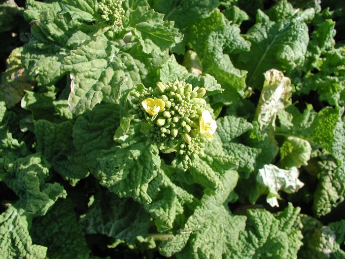 食用菜花摘み取り体験