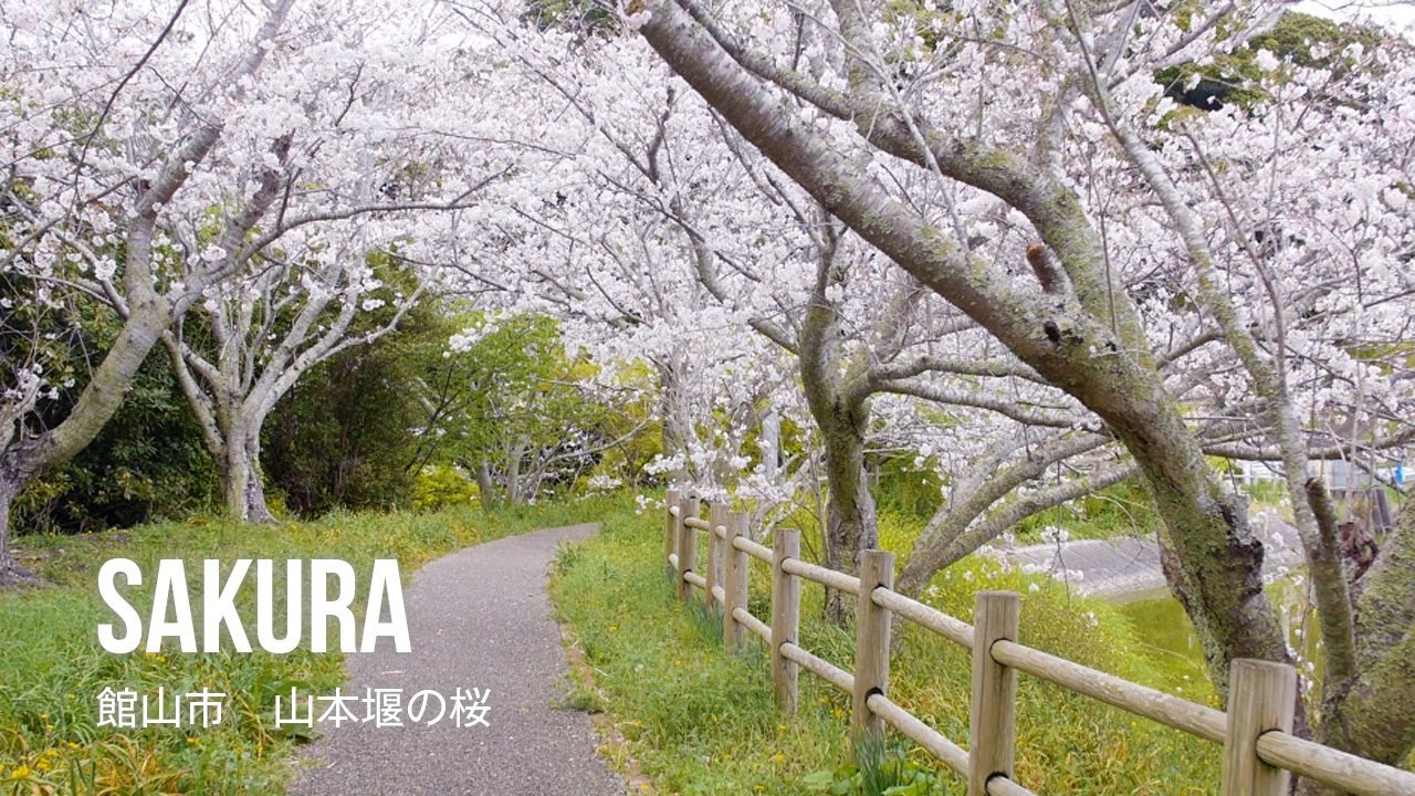 film0470 館山市 山本堰「地元民を出迎える満開の桜」