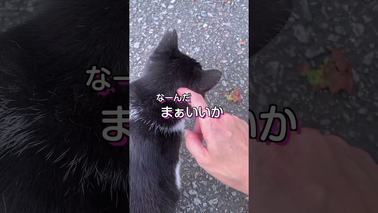 猫だって田舎暮らし #ねこ #ねこ動画 #猫動画 #猫好きさんと繋がりたい