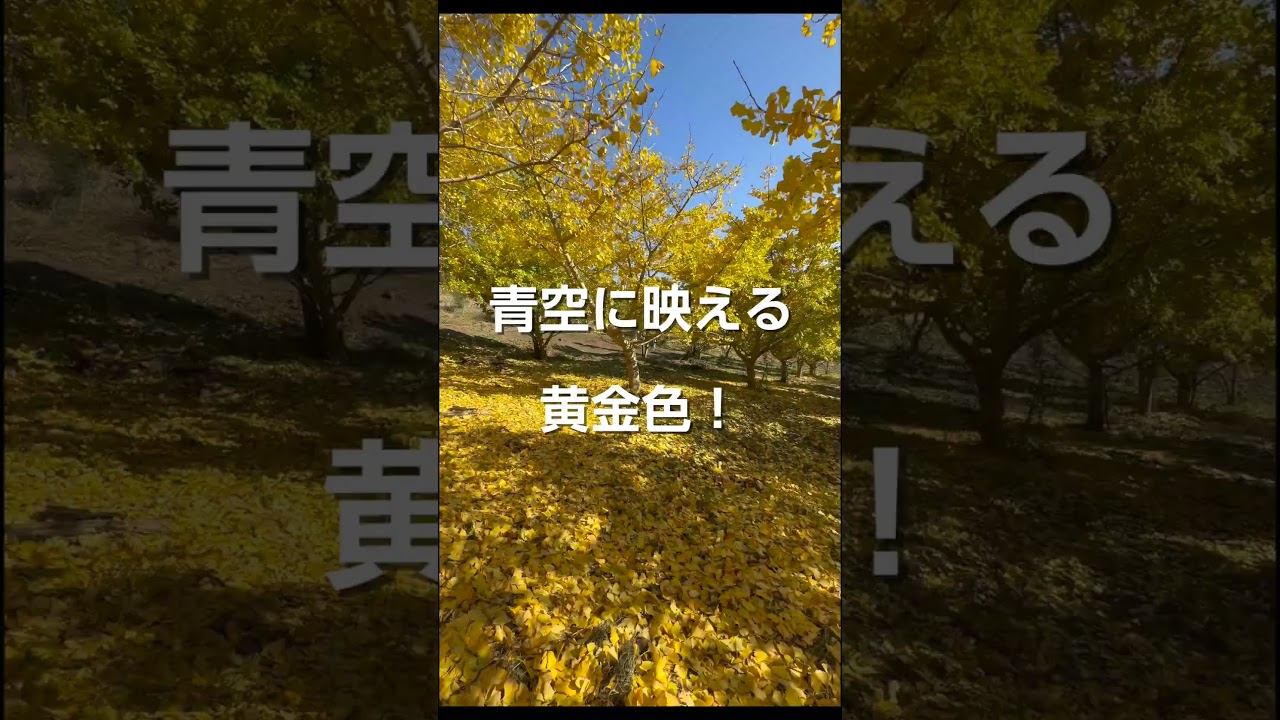 とうしろ台城跡のイチョウが絶景だった #田舎暮らし #紅葉 #銀杏 #南房総