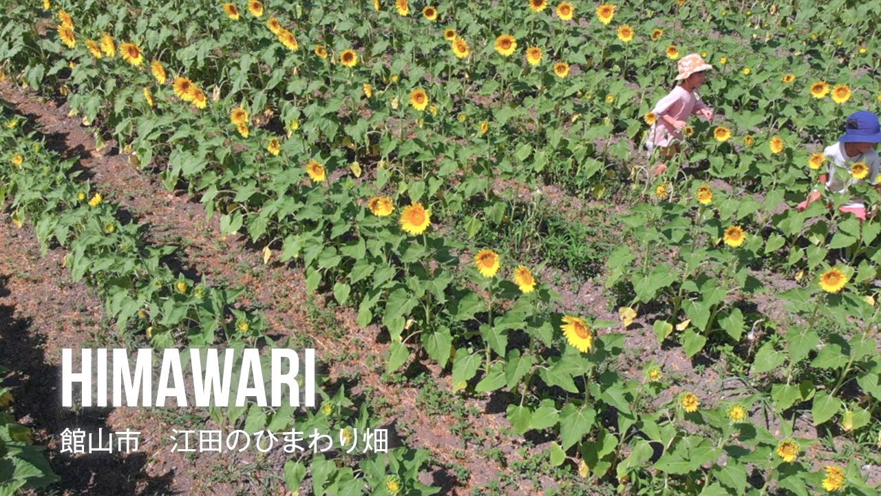 film0470 館山市 江田のひまわり畑「あたたかな心が咲かせる大輪の向日葵」