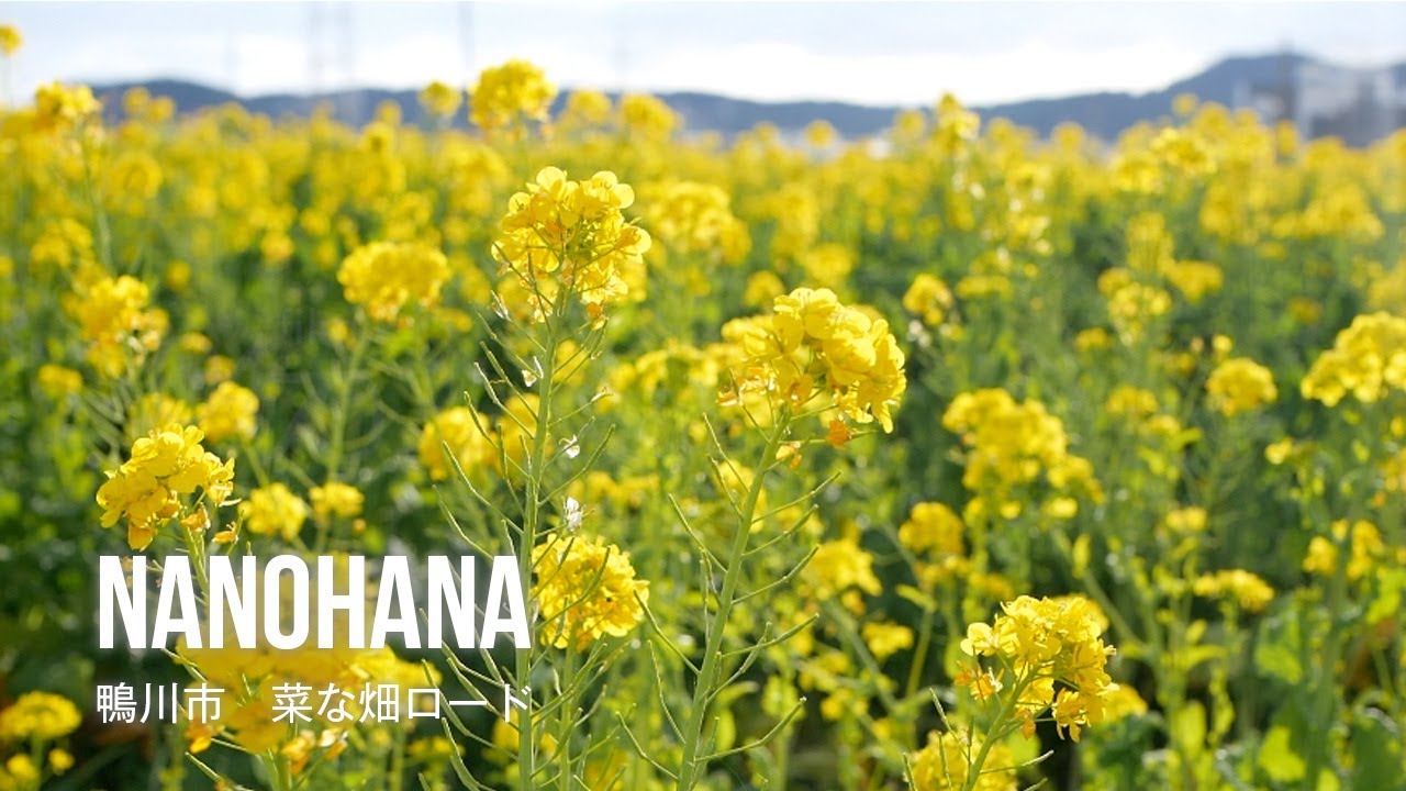 film0470 鴨川市 菜な畑ロード「春の訪れは鴨川から」